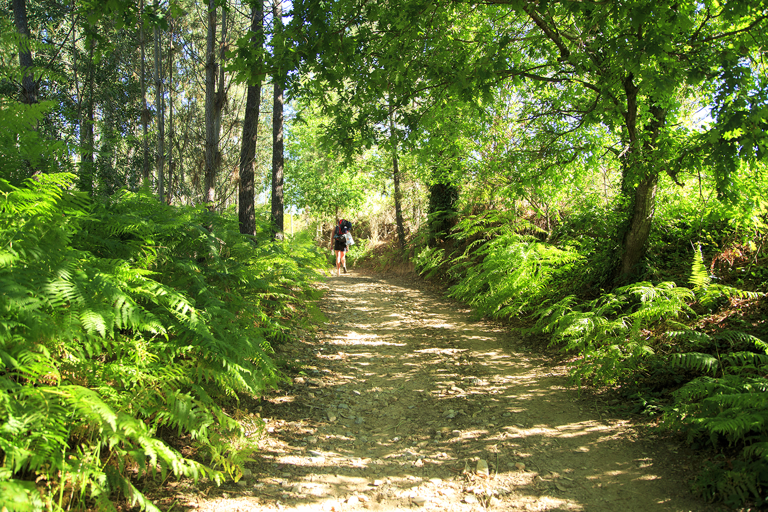 A Flip-Flopping Peregrino On Camino - Image 46