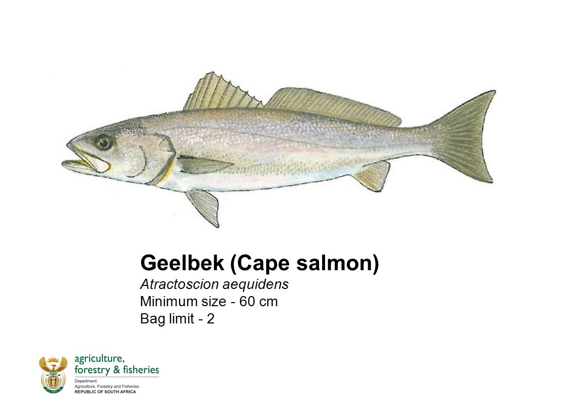 Cape Salmon Is Summer - Fish Cakes - Image 7