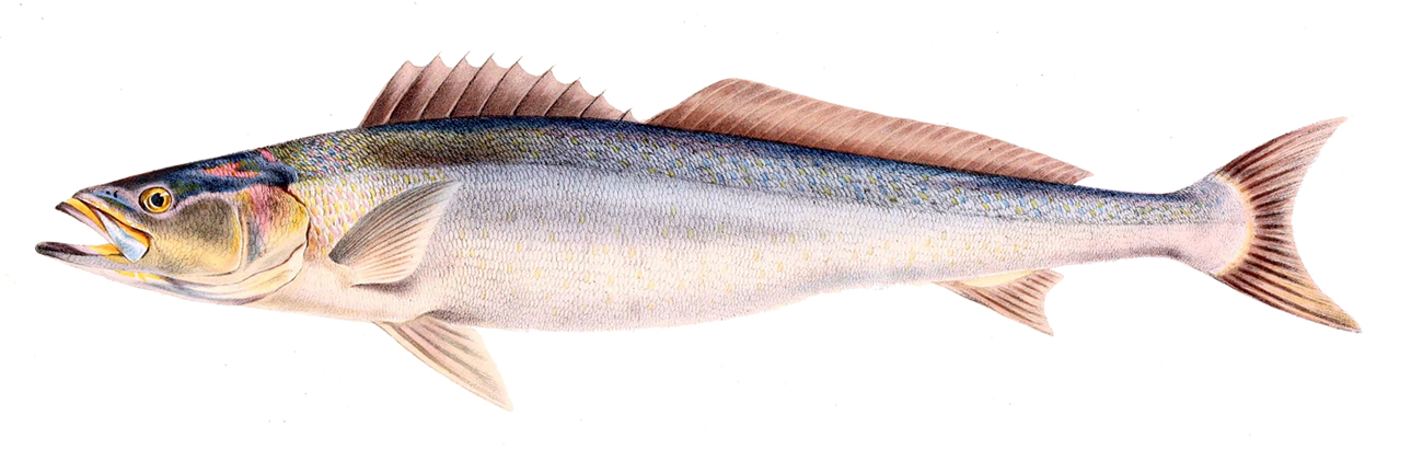 Cape Salmon Is Summer - Fish Cakes - Image 8