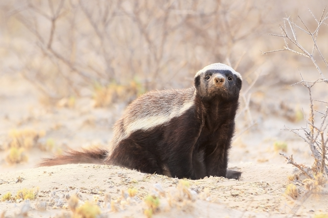 Drastic Remedial Action For The Honey Badger - Image 12