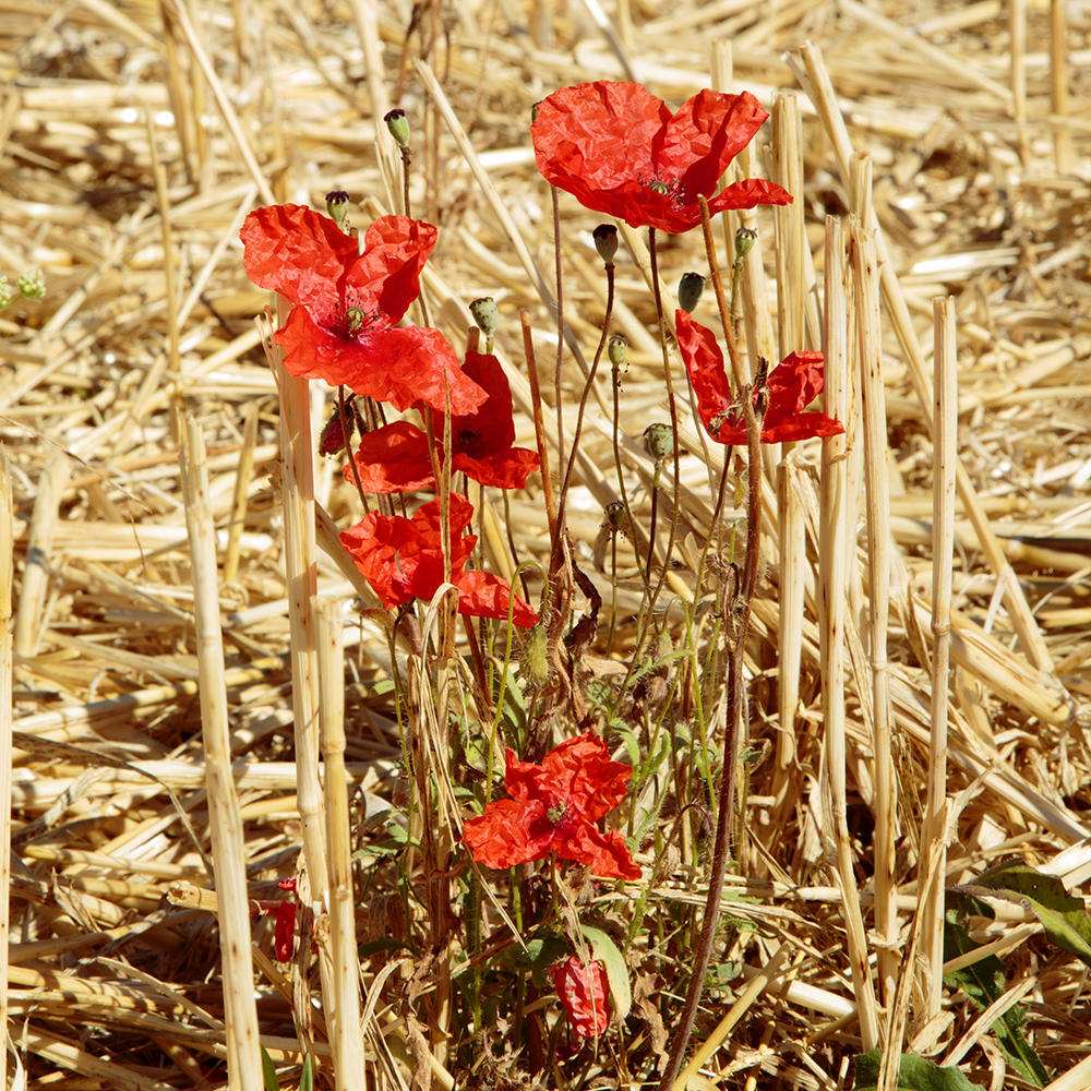 Find relief in Citta della Pieve - Image 3