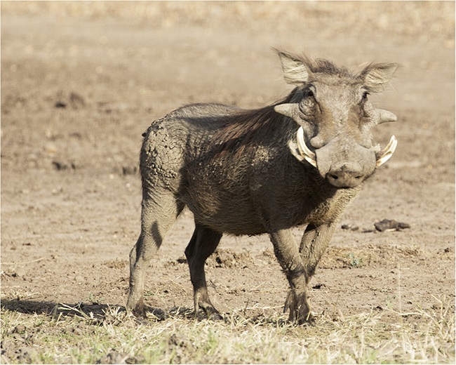 Getting It Right - Camping At Mana Pools - Image 15