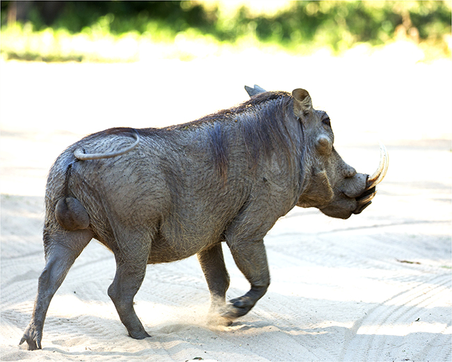 Getting It Right - Camping At Mana Pools - Image 17