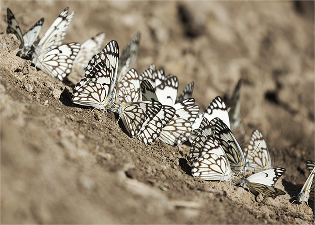Getting It Right - Camping At Mana Pools - Image 19