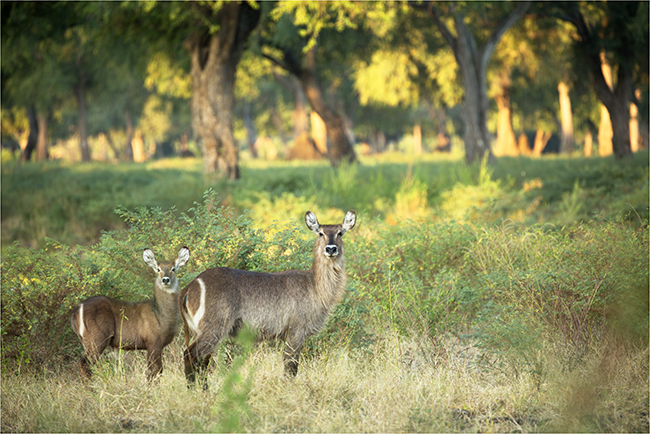 Getting It Right - Camping At Mana Pools - Image 20