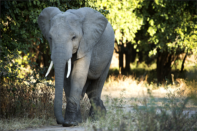 Getting It Right - Camping At Mana Pools - Image 21