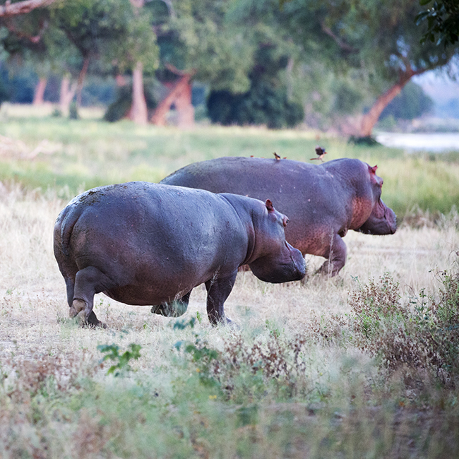 Getting It Right - Camping At Mana Pools - Image 22