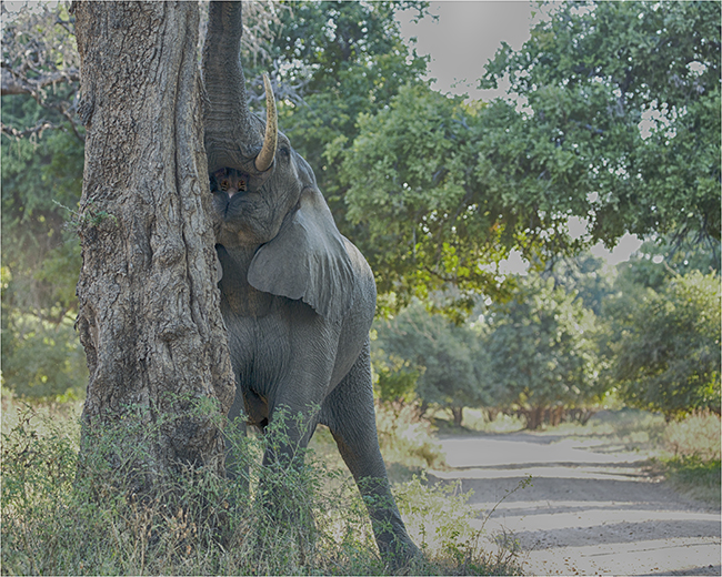 Getting It Right - Camping At Mana Pools - Image 23