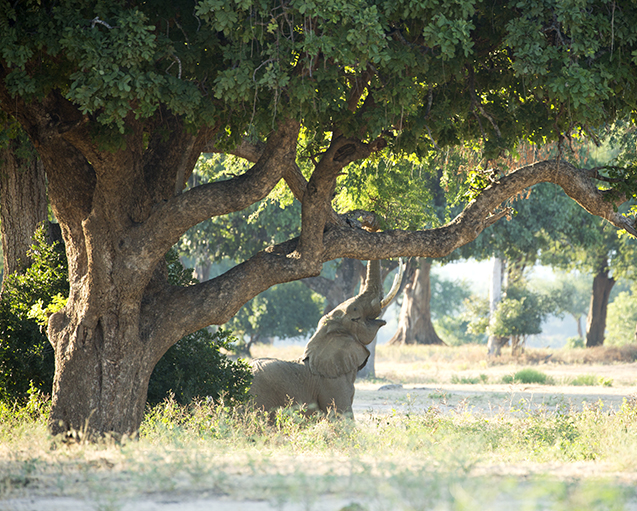 Getting It Right - Camping At Mana Pools - Image 24