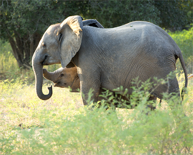 Getting It Right - Camping At Mana Pools - Image 27