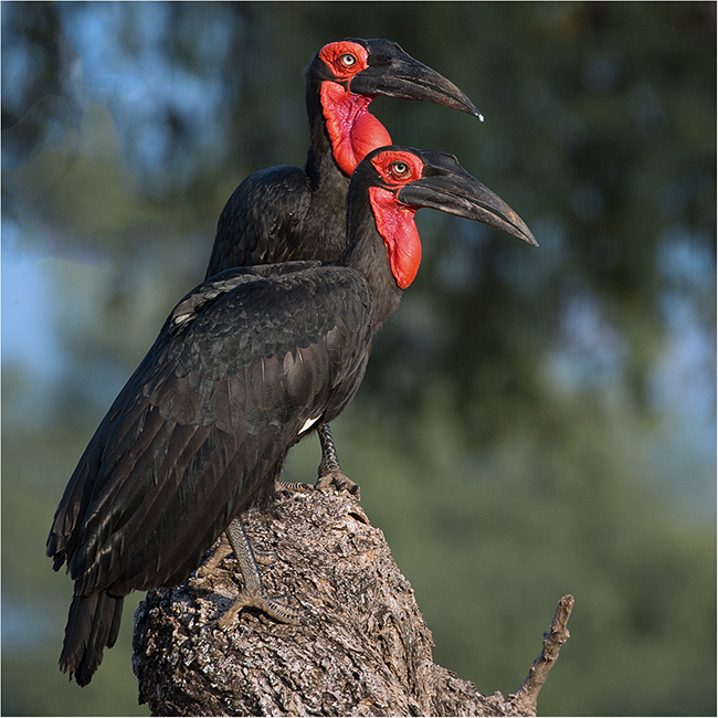 Getting It Right - Camping At Mana Pools - Image 29