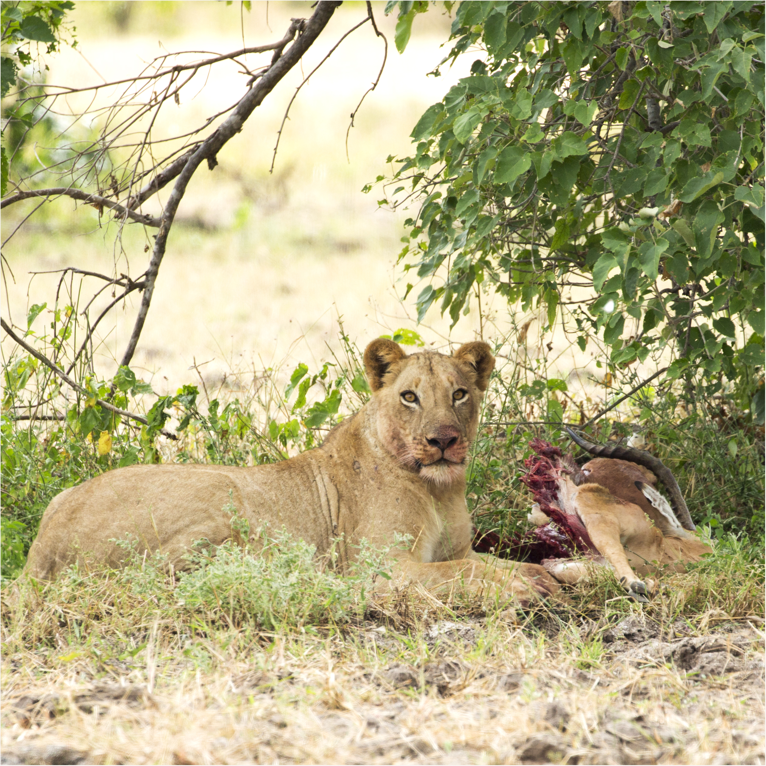 Getting It Right - Camping At Mana Pools - Image 30