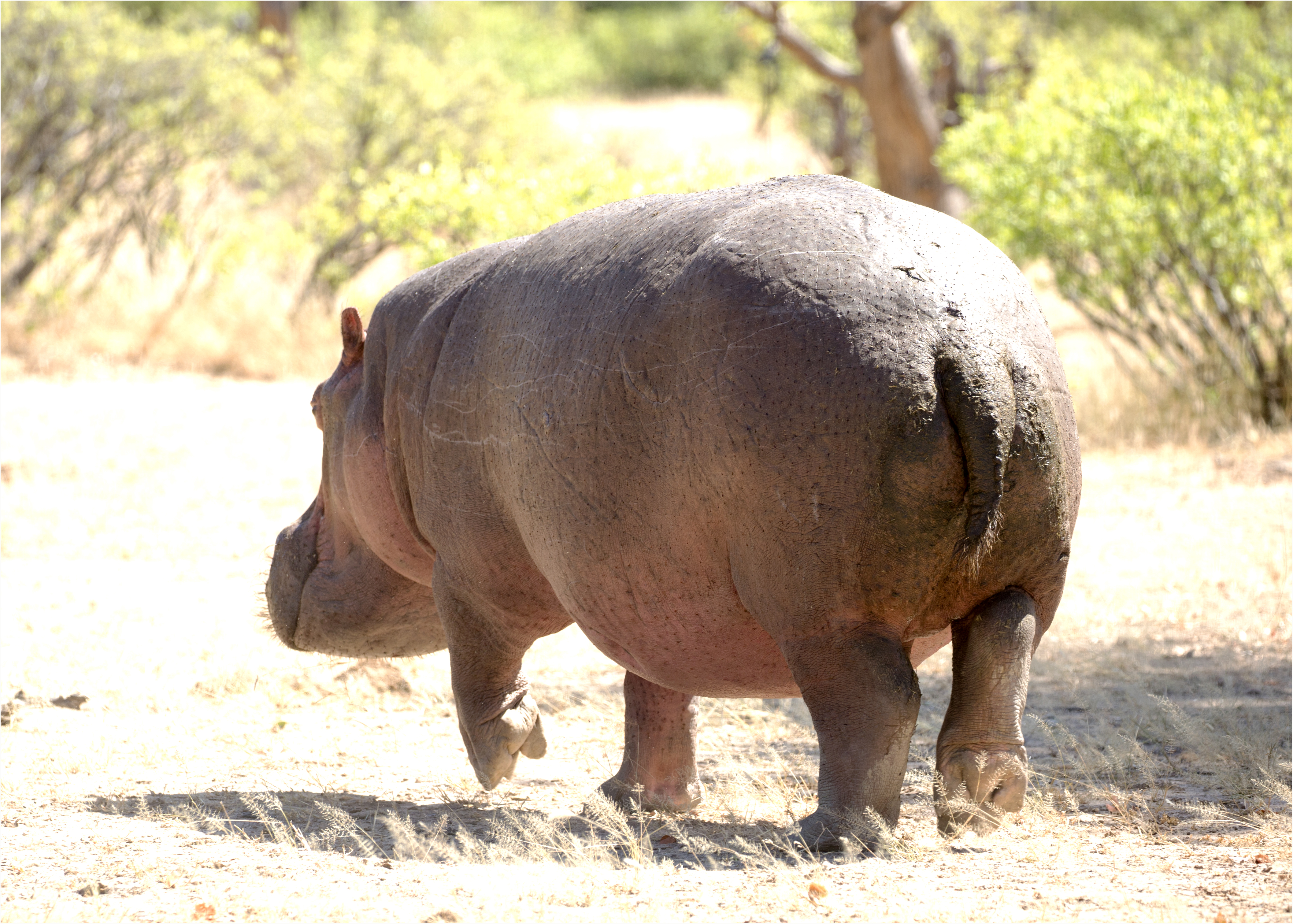 Getting It Right - Camping At Mana Pools - Image 31