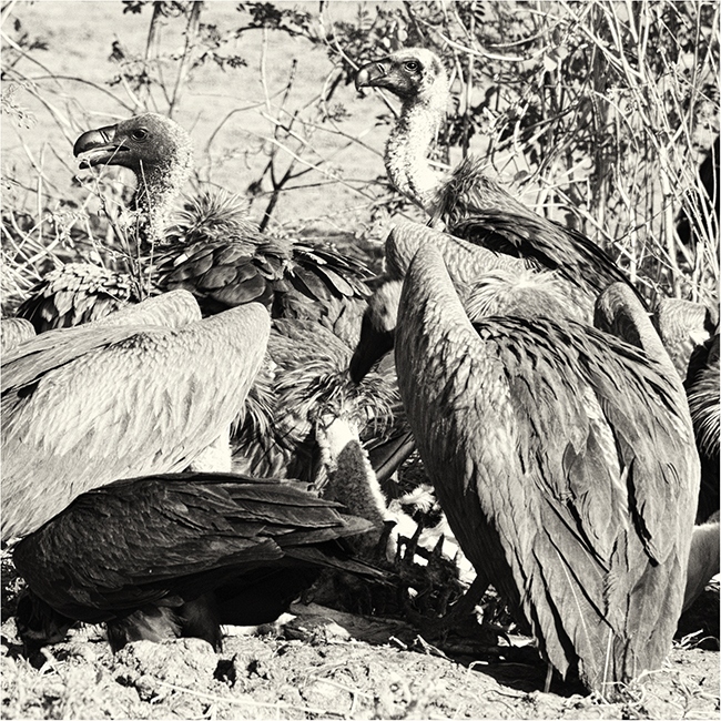 Getting It Right - Camping At Mana Pools - Image 34