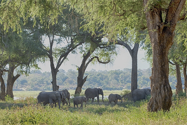 Getting It Right - Camping At Mana Pools - Image 35