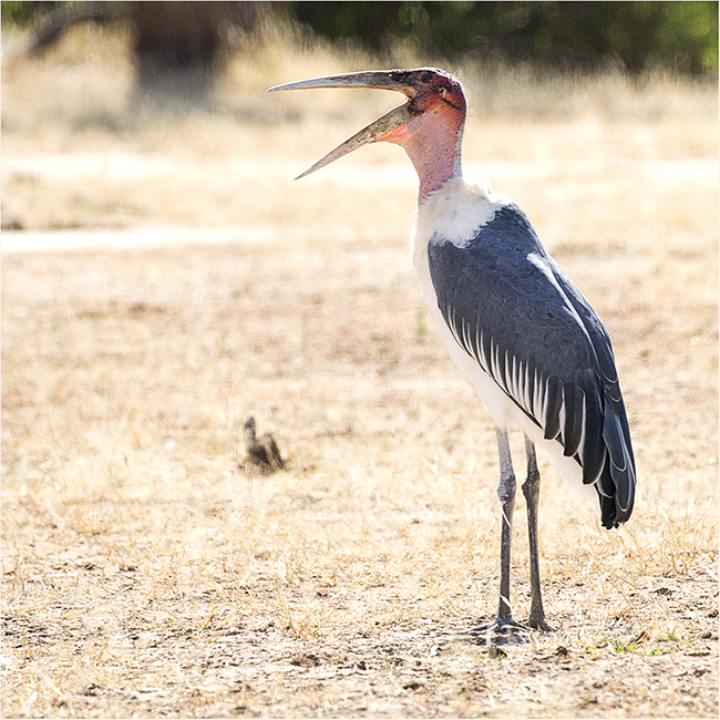 Getting It Right - Camping At Mana Pools - Image 37