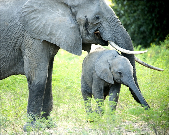 Getting It Right - Camping At Mana Pools - Image 38