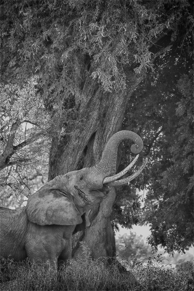 Getting It Right - Camping At Mana Pools - Image 4
