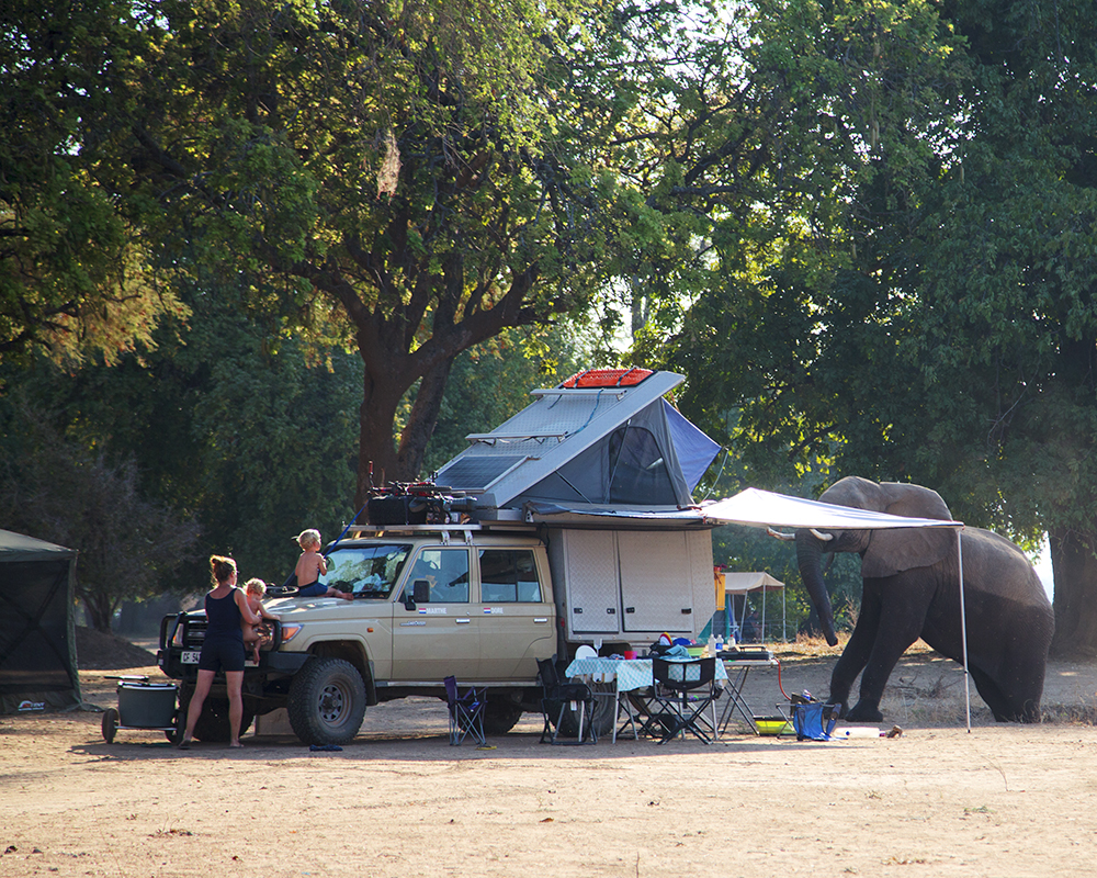 Going To The Dogs - Nyamepi Campsite Review - Image 15