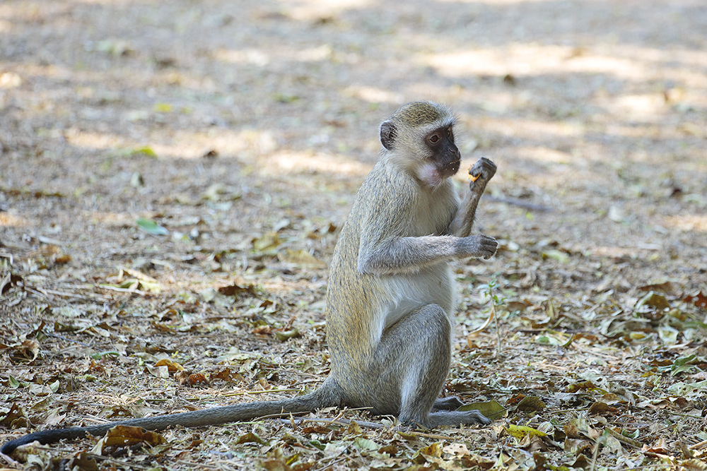 Going To The Dogs - Nyamepi Campsite Review - Image 23