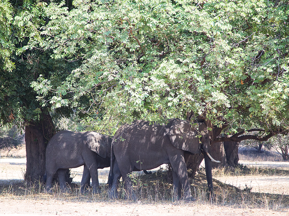 Going To The Dogs - Nyamepi Campsite Review - Image 3