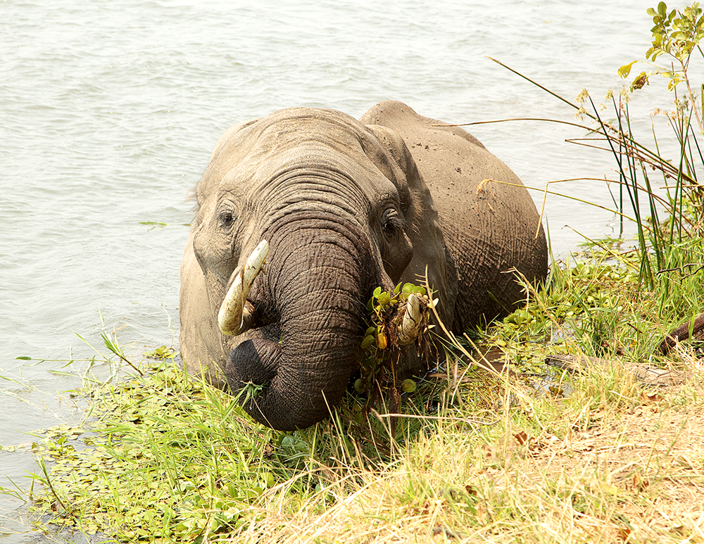 Going To The Dogs - Nyamepi Campsite Review - Image 4