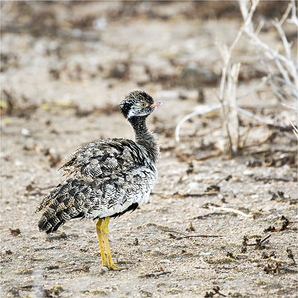 In Etosha We Slosha In Galosha - Image 10