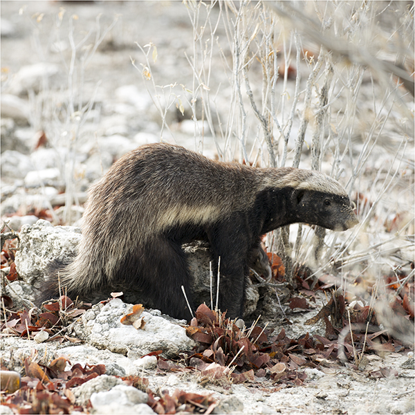 In Etosha We Slosha In Galosha - Image 11