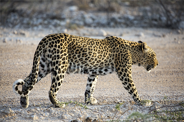 In Etosha We Slosha In Galosha - Image 12