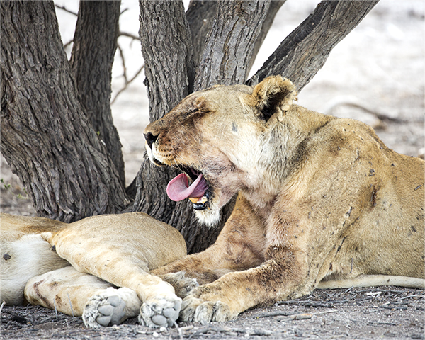 In Etosha We Slosha In Galosha - Image 13