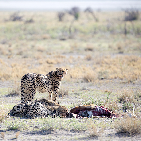 In Etosha We Slosha In Galosha - Image 14