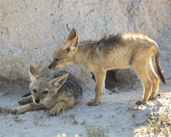 In Etosha We Slosha In Galosha - Image 15