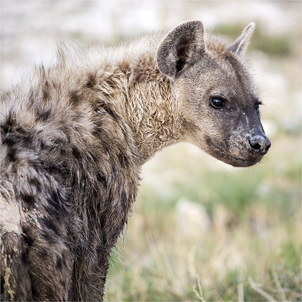 In Etosha We Slosha In Galosha - Image 17