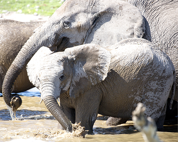 In Etosha We Slosha In Galosha - Image 18