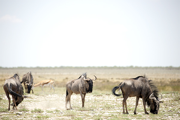 In Etosha We Slosha In Galosha - Image 19