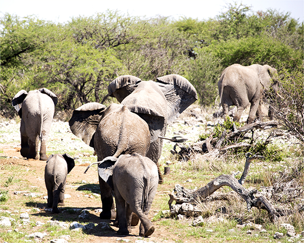 In Etosha We Slosha In Galosha - Image 21