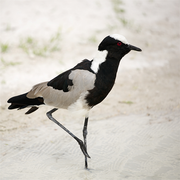 In Etosha We Slosha In Galosha - Image 22