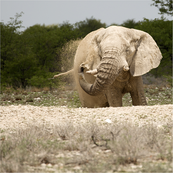 In Etosha We Slosha In Galosha - Image 23