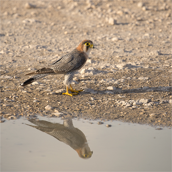 In Etosha We Slosha In Galosha - Image 24