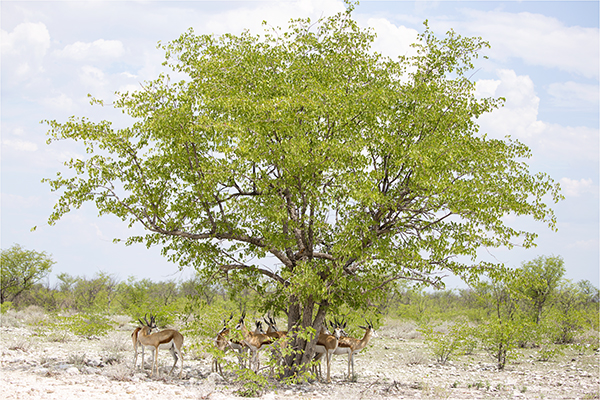In Etosha We Slosha In Galosha - Image 26