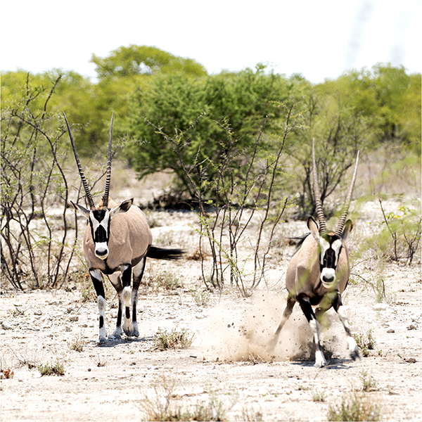In Etosha We Slosha In Galosha - Image 27