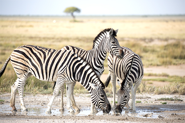 In Etosha We Slosha In Galosha - Image 28
