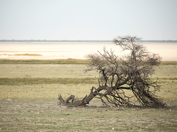 In Etosha We Slosha In Galosha - Image 29
