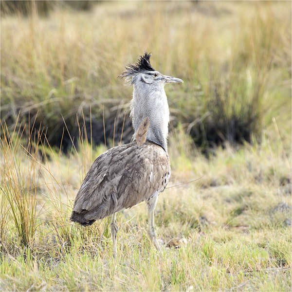 In Etosha We Slosha In Galosha - Image 30