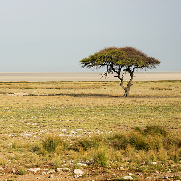 In Etosha We Slosha In Galosha - Image 31