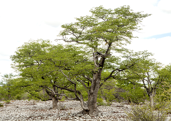 In Etosha We Slosha In Galosha - Image 4