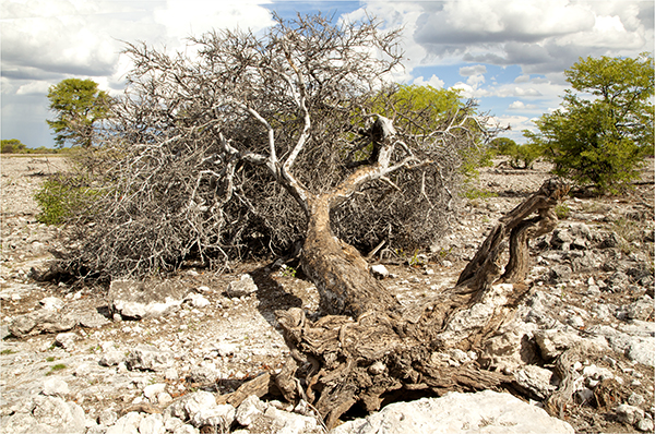In Etosha We Slosha In Galosha - Image 5