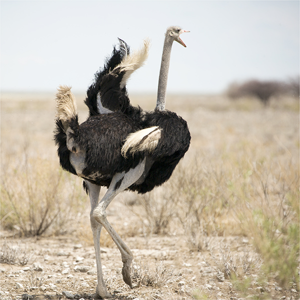 In Etosha We Slosha In Galosha - Image 8