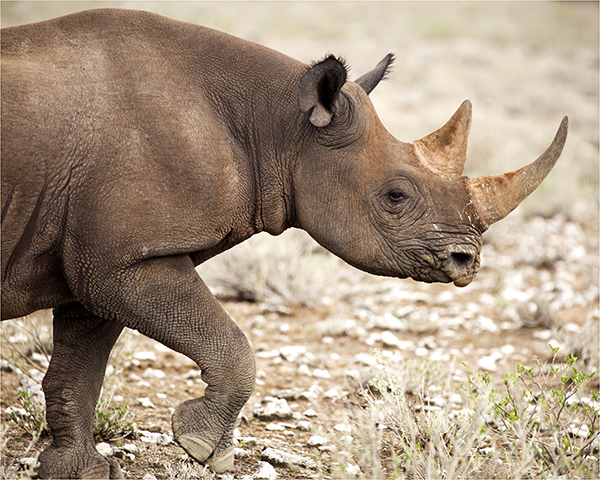 In Etosha We Slosha In Galosha - Image 9