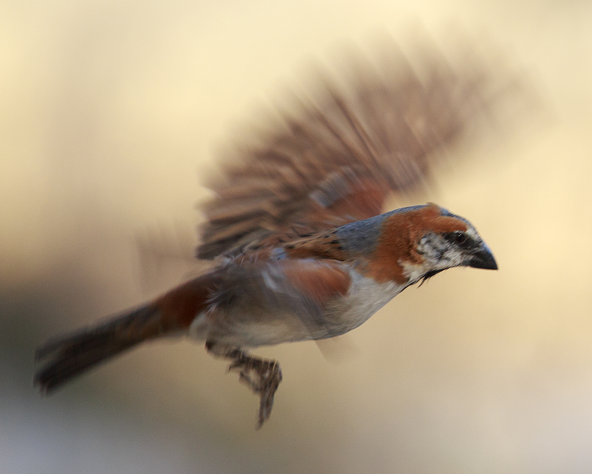 Mabuasahube - The Pecking Order - Image 17
